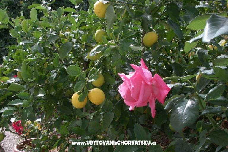 Appartements Anita – foto 9