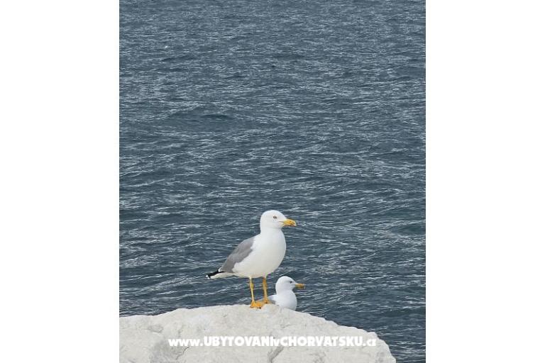 Ferienwohnungen Tanja – foto 11