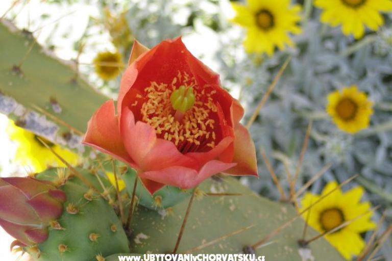 Ferienwohnungen Sunce – foto 10