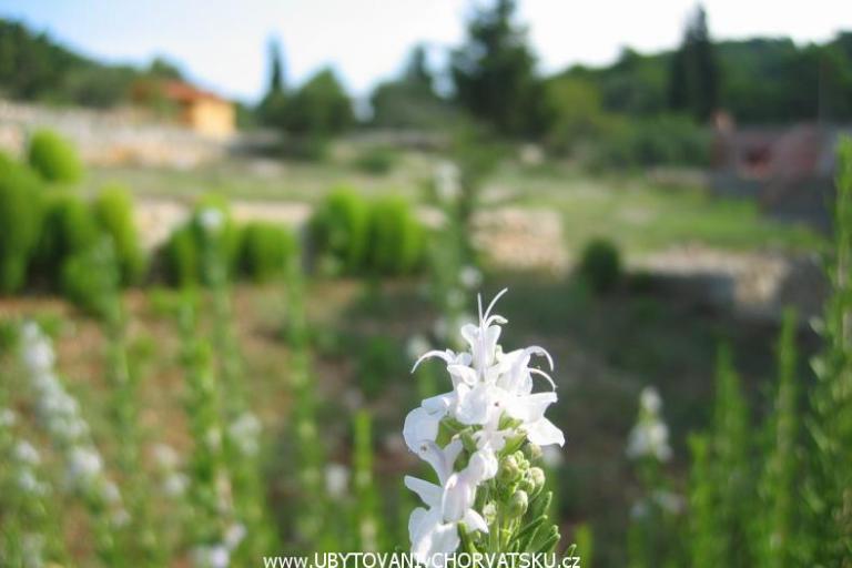 Appartements Perutović – foto 7