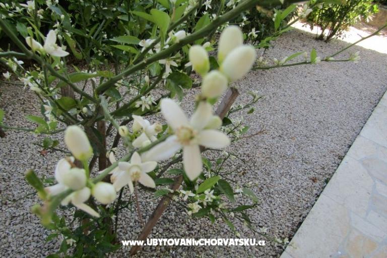 Appartements Kokor – foto 5