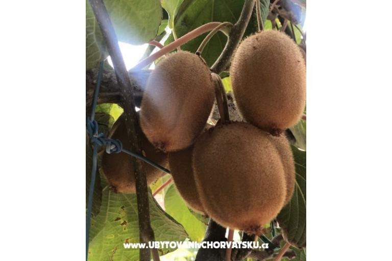 Kiwi Haus – foto 2