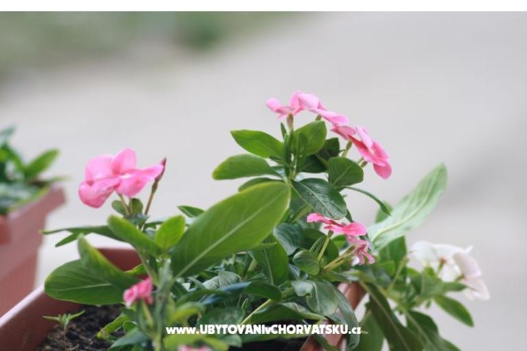 Appartements - Vahovec – foto 12