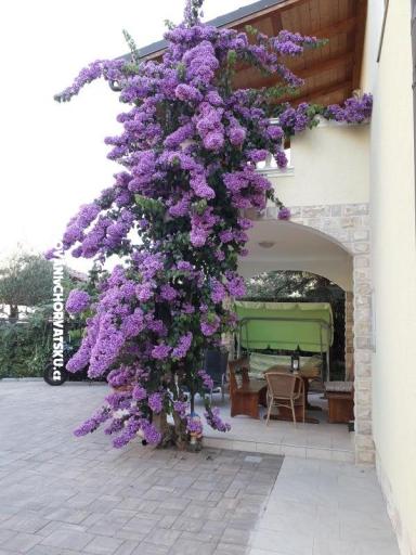 Appartements  Vesna  – foto 9