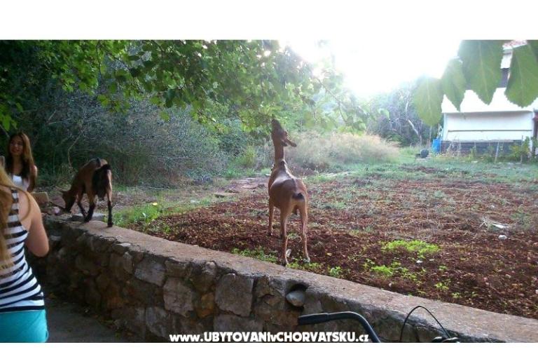 Esso Grande – foto 12