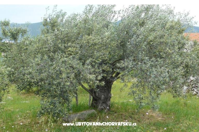 Esso Grande – foto 7