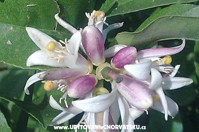 Appartements LM – foto 14